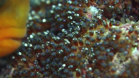 Adult Saddleback Anemonefish Tends to Developing Clutch of Eggs, Macro Video stock 146546938