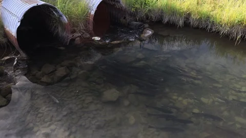 Adult salmon migrating to spawn through a rusty and aging river barrier culvert Stock Footage 318758475