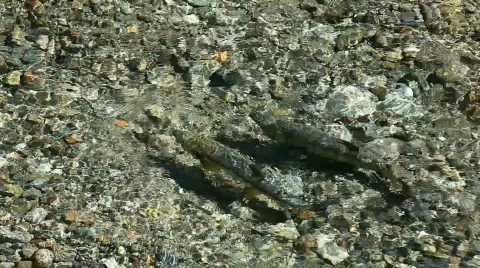 Adult salmon spawn in river P HD 0182 Stock Footage 840328