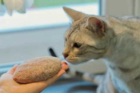 Adult Silver spotted Bengal Cat sniffs raw cutlet in womans hand sitting on the Stock Photos