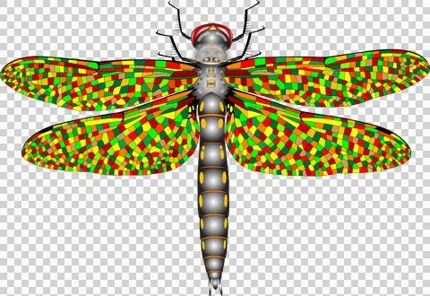 Adult Spiny Baskettail Dragonfly (Epitheca spinigera), artistic illustration Illustrazione stock