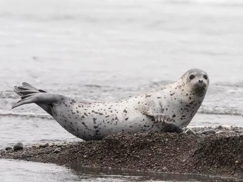 Adult spotted seal (Phoca largha) hauled out on the beach near Meynypilgino, Stock Photos