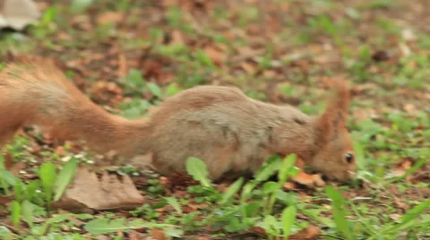 Adult squirrel Vídeos de archivo 49496827