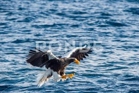 Adult Steller's sea eagle fishing. Scientific name: Haliaeetus pelagicus. Blu Stock Photos