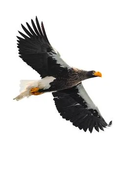Adult Steller's sea eagle in flight.  Scientific name: Haliaeetus pelagicus.  Stock Photos