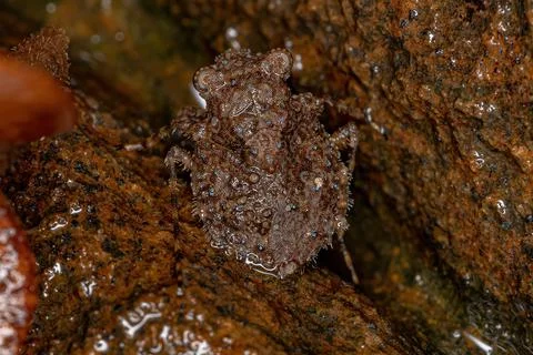 Adult Toad Bug Stock Photos