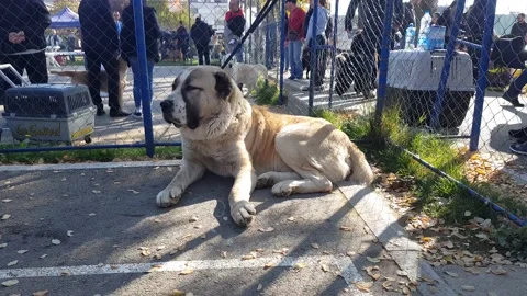 An adult Turkish Kangal dog lies calmly Stock Video Pond5