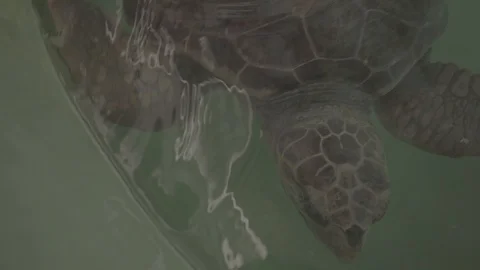 Adult Turtle Close-Up Stock Footage 125872970