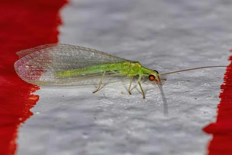 Adult Typical Green Lacewing Stock Photos