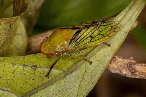 Adult Typical Leafhopper Stock Photos