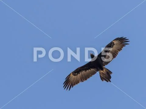 Adult wedge-tailed eagle (Aquila audax), in flight in Cape Range National Park, Stock Photos