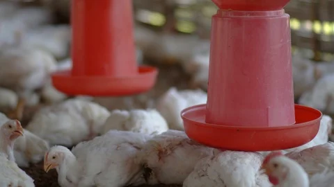 Adult white broilers in a crowded chicken farm in India. Close-up, 4K. Stock-Footage 108112889