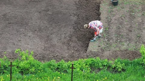 An adult woman digs up her plot of land in the country for sowing potatoes Stock Footage 242024929