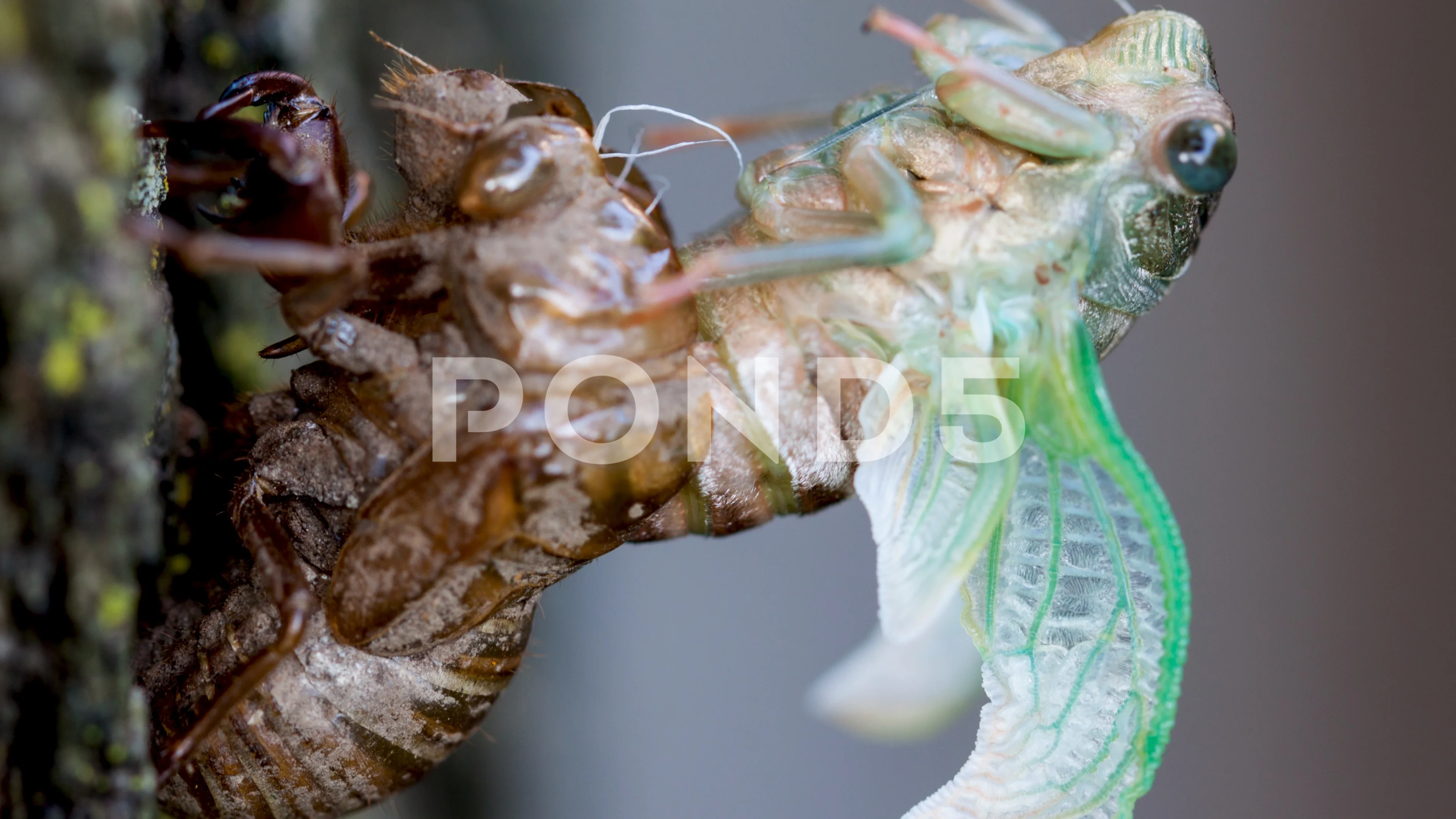 Cicada Emerging and Pumping Up Wings in Jungle Stock Image - Image of  beauty, newborn: 121509815