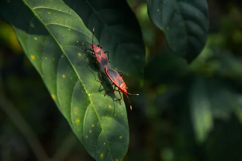 Adults cotton tree bugs mating Photography Stock Photos
