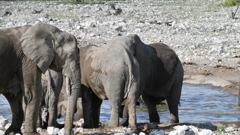 Adults shift; a calf drinks behind, trunk to mouth — Part 4 Vídeos de archivo 320803495