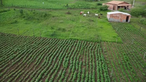 Adustina Interior of Bahia Stock Footage 246362932