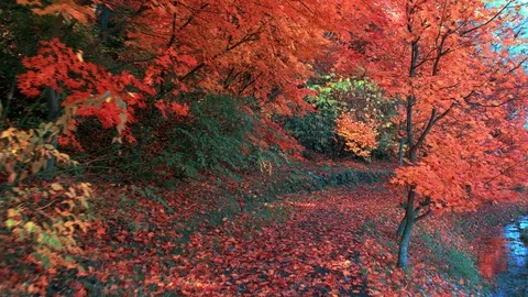 Advance the Forest Road in the Fallen Leaves Stock Footage 88931928