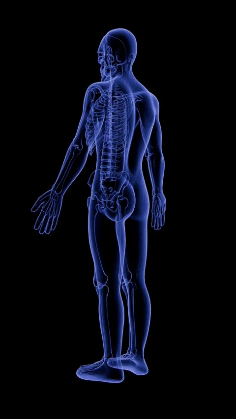 Advanced 3D anatomical visualization of the male skeletal framework with X-ray e Vídeo Stock 336859319