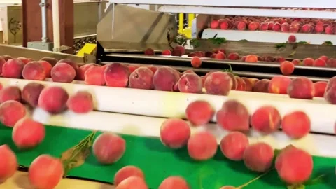 Advanced Agricultural Technology Improving Modern Farming Efficiency Stock Footage 328917343