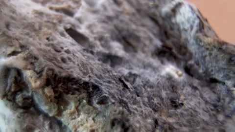 Advanced Decay: Microscopic view of Mold growing on Bread Stock Footage 330465978