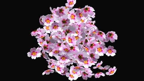 Advanced Primrose Flower Explosion full ultra HD 4k RGB + ALPHA transparent Stock-Footage 87470989