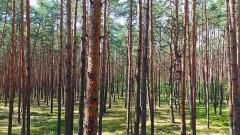 Advancing aerially amid pines, capturing shadow play on the forest ground; .. Stock-Footage 249591340