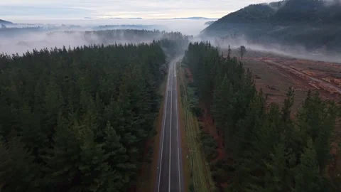 Advancing flight above dense pine forest lining an empty highway revealing a Stock Footage 344073155