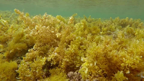 Advancing over shallows, now covered by solid carpet of brown Sargassum seaweed Video stock 329077070
