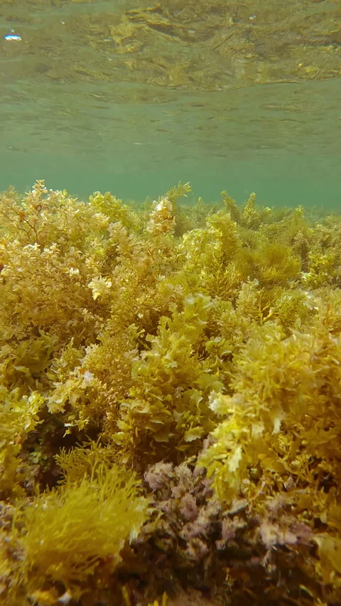 Advancing over shallows, now covered by solid carpet of brown Sargassum seaweed Video stock 343160604