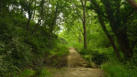 Advancing through leafy path. Point of view Stock Footage 112294219