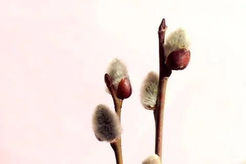 With the advent of spring: flowering willow branches on a gentle pastel backg Stock Photos