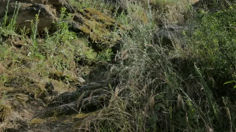 Adventure in Nature. Stock Footage 87756429
