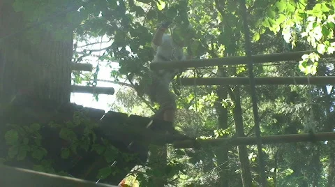 Adventure parc 18 Stock Footage 812247