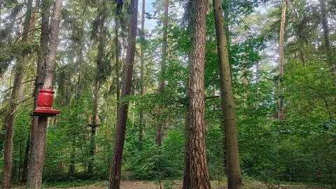 Adventure park obstacle course setup in a lush green forest with tall trees Stockfoto's