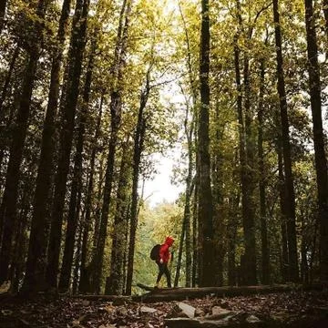 An adventurer exploring a forest 写真素材