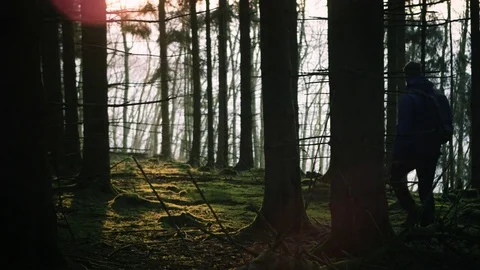 Adventurer walking in the forest during sunset Video stock 81536637