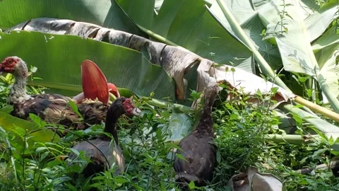 The Adventures Of Three Ducks To The Jungle Stock Footage 140560457