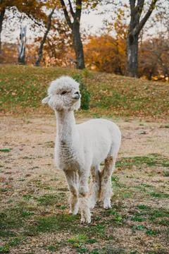 Adventurous alpaca exploring a grassy field under autumn trees during a sunny Stock Photos