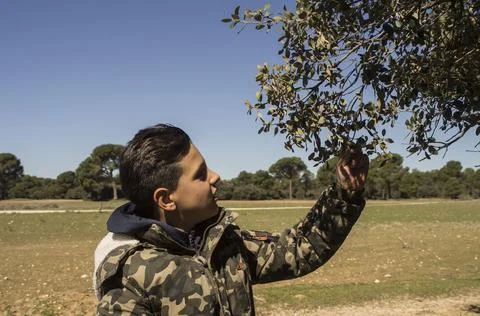 Adventurous boy observing tree leaves. Stock Photos
