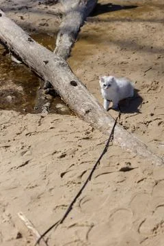 Adventurous Cat Exploring the Sandy Beach Amongst Logs and Natural Beauty Stock Photos