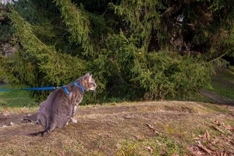 Adventurous Cat Stock Photos