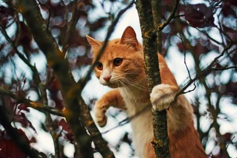Adventurous cat in the tree Stockfoto's