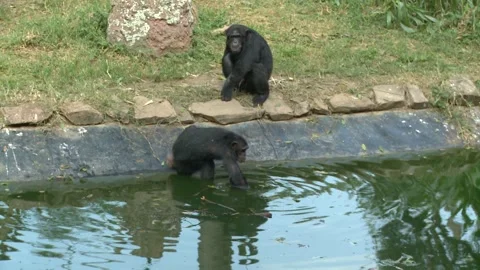 "Adventurous Chimps Climbing and Leaping" Stock Footage 295250357