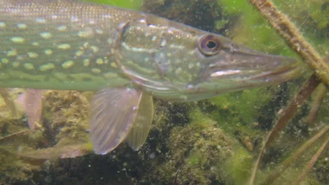Adventurous close up of wild pike portrait swimming away to hide in nature. Stock Footage 142228609