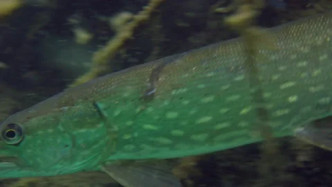 Adventurous close up of wild pike portrait swimming away to hide in nature. Stock Footage 142421790