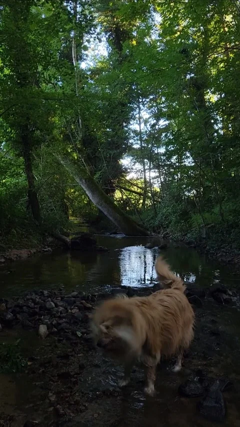Adventurous Dog Exploring a Forest Stream in a Serene Woodland Setting Stock Footage 301047058