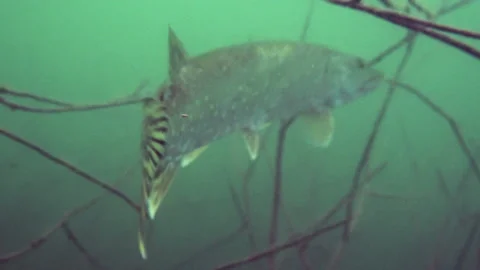 Adventurous footage of floating away wild pike in nature habitat. Stock Footage 142010535