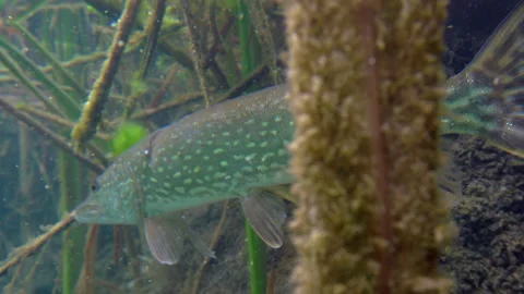 Adventurous footage of floating away wild pike in nature habitat. Stock Footage 142184635