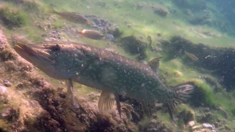 Adventurous footage of wild pike cryptically waiting in nature habitat. Stock Footage 141894276